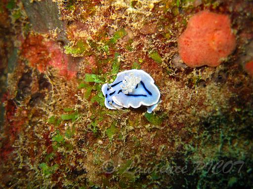 Chromodoris willani Rudman.JPG - Philippines - ïles Calamian